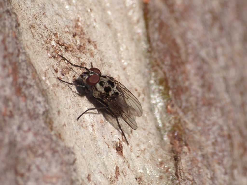 Maschio Anthomyia, gruppo pluvialis